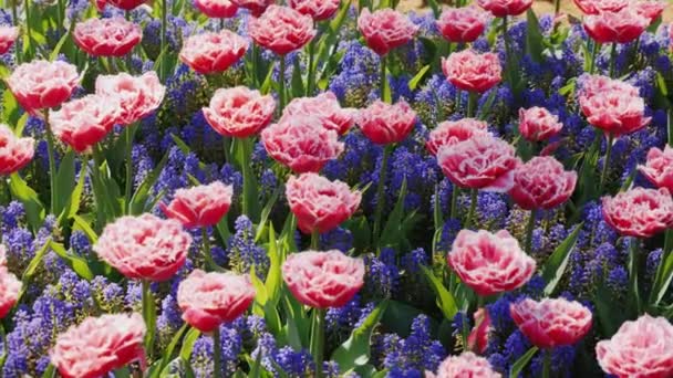 Tulipes violettes inhabituelles dans le parc Keukenhof aux Pays-Bas — Video