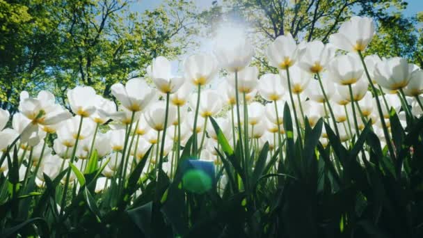 Bílé vysoké tulipány jsou ozdobou krásného parku v městské zahrady — Stock video