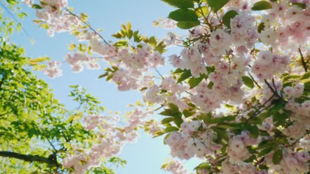 Fleurs de cerisier contre le ciel bleu — Video