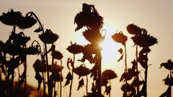 शरद ऋतूच्या उबदार दिवशी सूर्यफूल. सूर्यास्ताला — स्टॉक व्हिडिओ