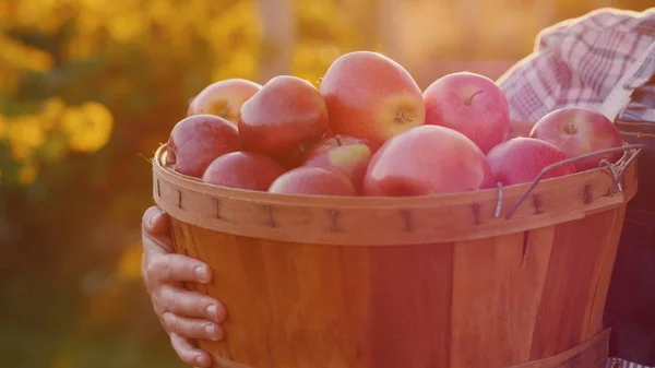 Um agricultor carrega um cesto com maçãs maduras frescas. Produtos orgânicos do conceito de jardim agrícola — Fotografia de Stock