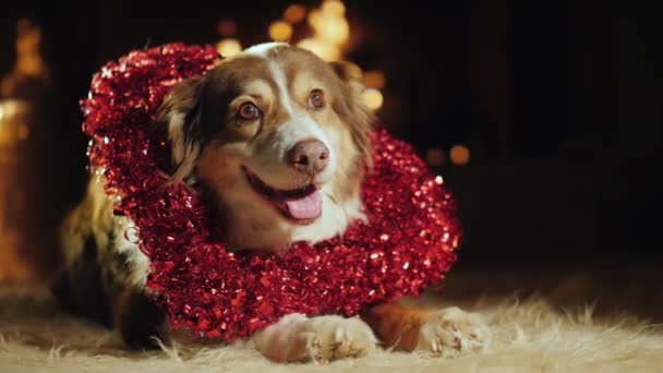 Χαριτωμένος σκύλος με μια καρδιά. Ημέρα του Αγίου Βαλεντίνου έννοια — Αρχείο Βίντεο