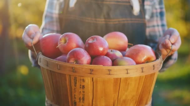 Le mani degli agricoltori tengono un grande cesto pieno di mele rosse mature . — Video Stock