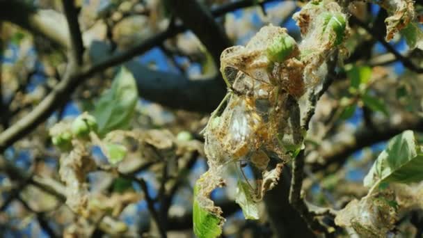 Колонія Гусениць Яблуні Шкідники Саду Псують Майбутній Урожай Відео — стокове відео