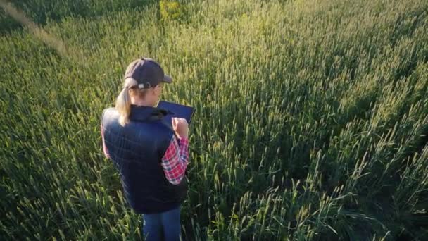 Mulher agrônomo trabalhando em um campo de trigo, vista superior — Vídeo de Stock