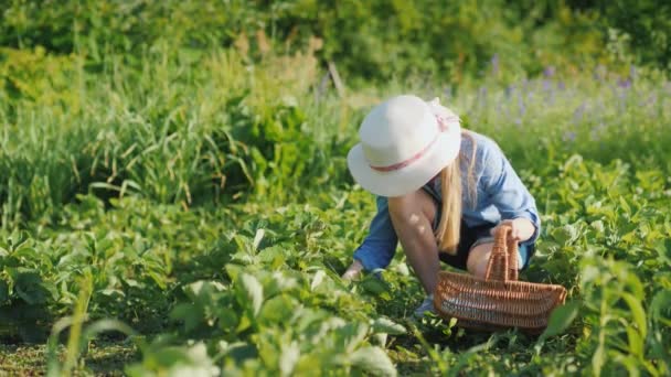 En lille pige trækker jordbær og lægger dem i en kurv. Friske frugter fra din have – Stock-video