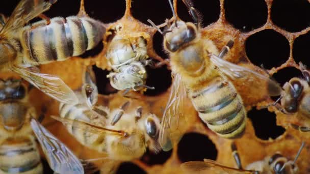 La nascita di una nuova vita - Un'ape appena nata appare dalla cellula a nido d'ape . — Video Stock