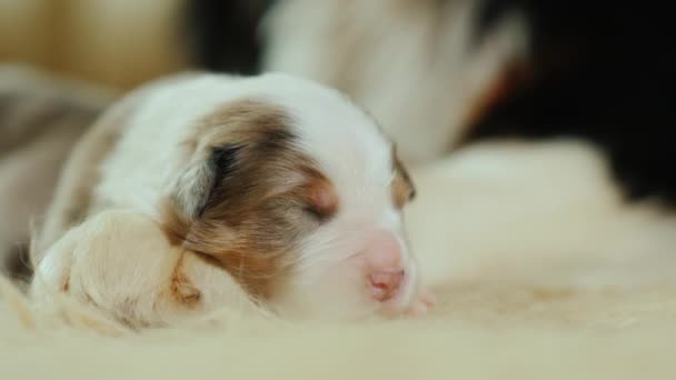 Una famiglia di cani felici. Cane da pastore con cucciolo appena nato, primo piano — Video Stock