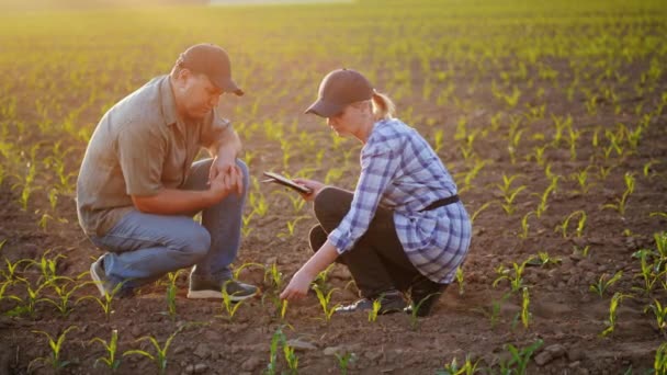 Los agricultores trabajan en el campo, se sientan cerca de los brotes verdes de las plantas jóvenes. Debate, usa la tableta. Hermosa noche antes del atardecer — Vídeo de stock