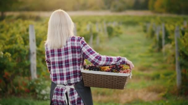 Vista trasera: el agricultor lleva una cesta de uvas, recorre el camino entre las hileras de la viña — Vídeo de stock