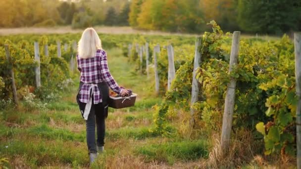 Vista trasera: el agricultor lleva una cesta de uvas, recorre el camino entre las hileras de la viña — Vídeo de stock