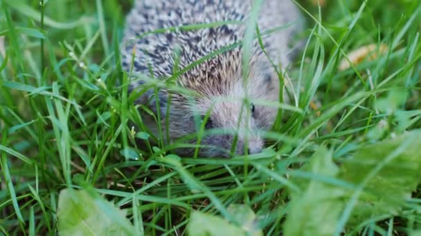 Small Defenseless Hedgehog Asphalt Looks Camera You Can Clearly See — Stock Video