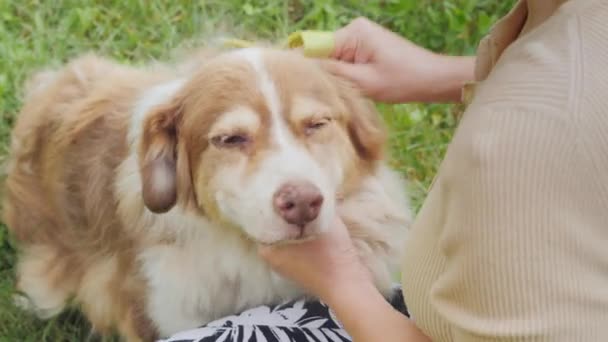 Dog owner combing his pet — Stock Video