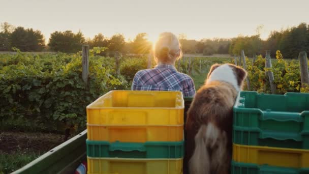 Ein Bauer fährt bei Sonnenuntergang mit einem kleinen Traktor über das Feld. im hinteren Teil der Boxen für die Ernte und den Hund — Stockvideo