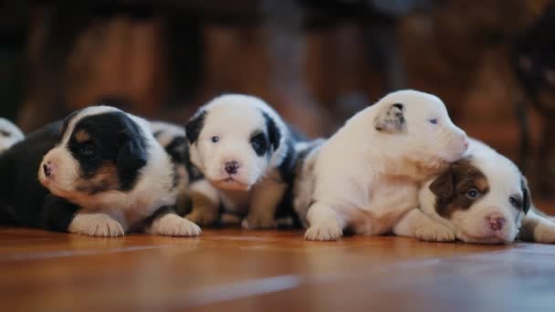 Joli petit berger australien chiots sur le sol dans la chambre — Video