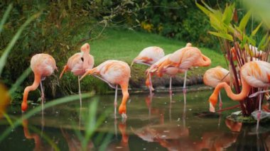 Zarif pembe flamingolar, otlatma flock göle yakın: