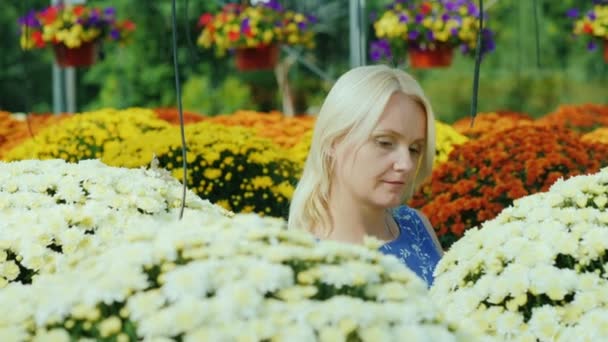 Σε ένα όμορφο λουλούδι κατάστημα, ο πελάτης επιλέγει λουλούδια, μοιάζει και μυρίζει τους. Λουλούδι νηπιαγωγείου — Αρχείο Βίντεο