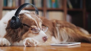 Komik bir köpek Kulaklığımda tablet yalan yere yakın. Aygıtlar ve hayvanlar