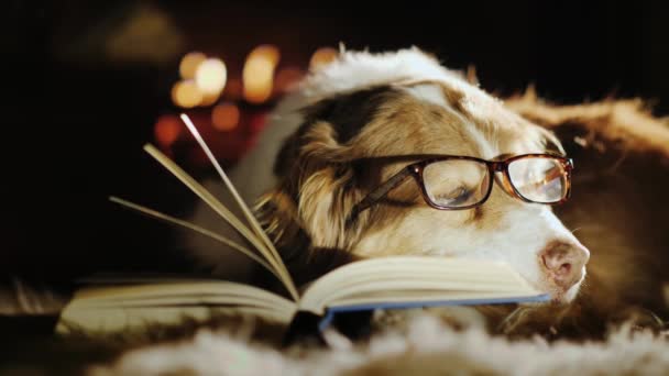 Από ένα βαρετό βιβλίο αποκοιμήθηκε ο σκύλος. Βρίσκεται στο παρασκήνιο της εστίας κοντά το βιβλίο — Αρχείο Βίντεο