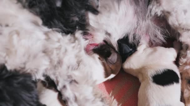 Dos cachorros recién nacidos comen leche materna. Alimentación bebés mascotas — Vídeos de Stock