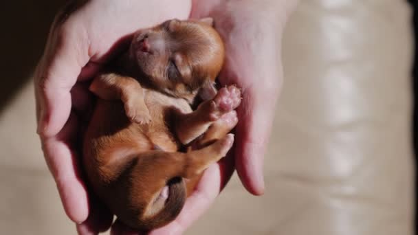 上からの眺め: 小さな新しい生まれの茶色の子犬は、両手の手のひらで眠る — ストック動画