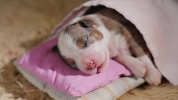 Vista desde arriba: pequeño cachorro está durmiendo dulcemente en su cama, su cabeza sobre una almohada y cubierto con una manta — Vídeo de stock