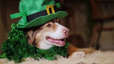St. Patrick günü dekorasyonda zarif köpek şöminenin yatıyor
