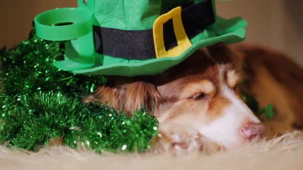 Πορτρέτο του ένα χαριτωμένο σκυλί ποιμένων σε Αγίου Patricks ημέρα διακοσμήσεις. Ένα από τα πιο δημοφιλή διακοπές στις ΗΠΑ — Αρχείο Βίντεο