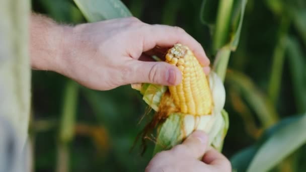 As mãos de homem estudam as cabeças de milho — Vídeo de Stock