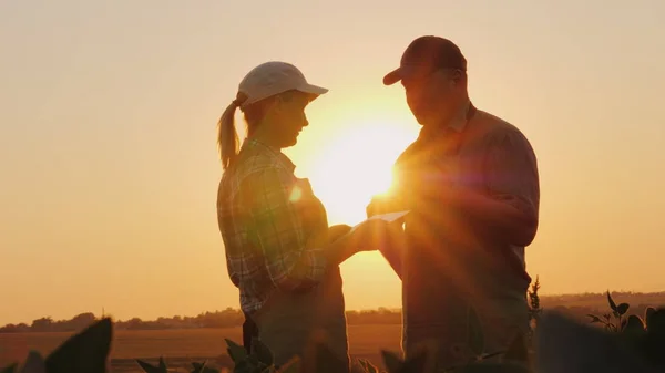 Držet hlavu kukuřice na slunci. Koncept ekologického zemědělství — Stock fotografie