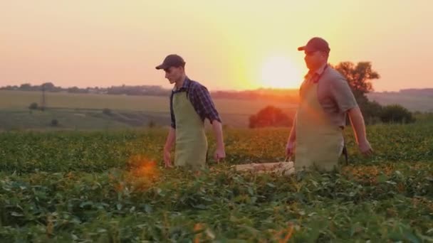 Dos agricultores llevan una caja de madera con verduras a través del campo . — Vídeos de Stock