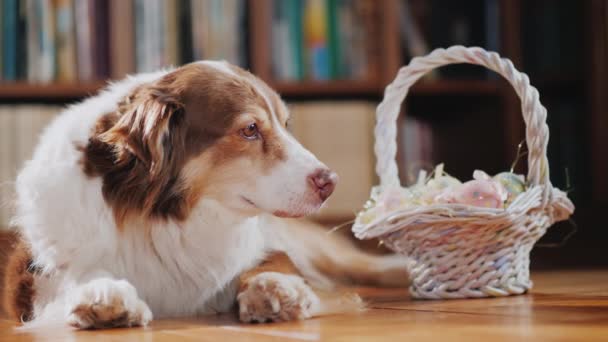 Le chien se trouve sur le sol près du panier avec des décorations de Pâques . — Video