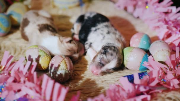 Two newborn puppies are lying around Easter eggs. — Stock Video