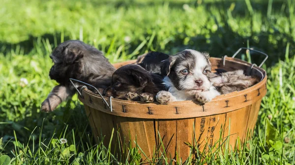 Cute little puppies look out of the basket — Stock Photo, Image