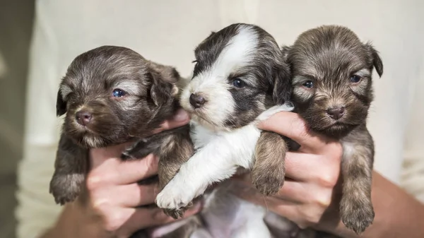 Woman holding three cute little puppies — Stock Photo, Image