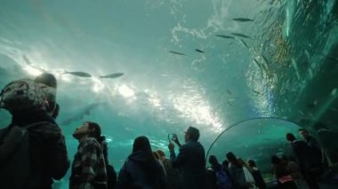 Toronto, Ontario, Kanada, Ekim 2017: İnsanlar bir cam akvaryum tünelde. Hayranlıkla, köpekbalığı ve başlarını Ripleys akvaryum balık bakmak