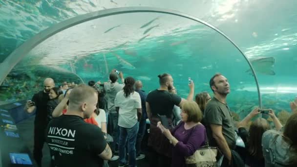 Toronto, Ontário, Canadá, outubro de 2017: Pessoas em um túnel de aquário de vidro. Com admiração, eles olham para o tubarão e o peixe-serra em suas cabeças, Ripleys Aquarium — Vídeo de Stock