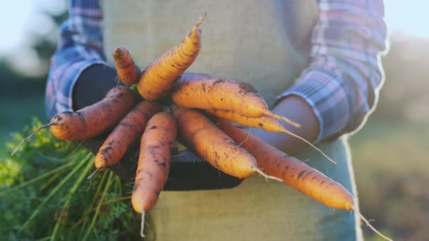 Zemědělci ruce s šťavnatá mrkev čerstvě vykopané v zahradě — Stock video