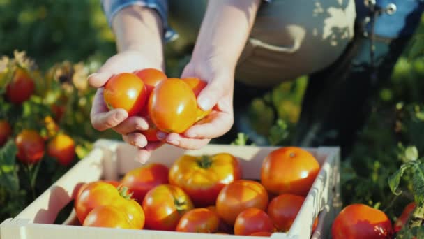 Ζουμερές κόκκινες ντομάτες συλλέγονται μόνο από το πεδίο — Αρχείο Βίντεο