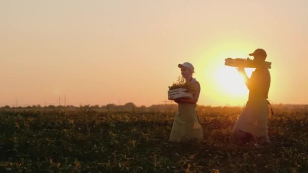 Deux agriculteurs portent des boîtes avec des légumes sur le champ — Video