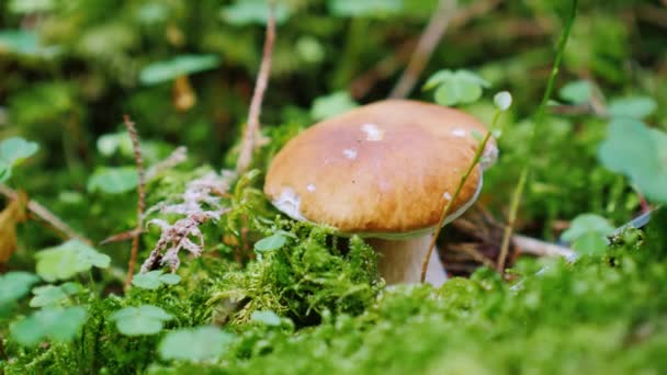 Сборщик грибов режет белый грибок в лесу — стоковое видео