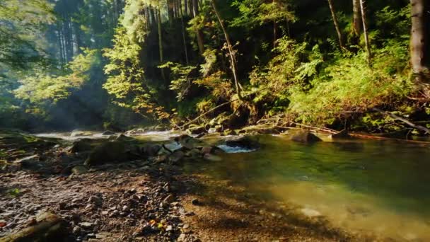 Puro arroyo en un hermoso bosque. Los rayos del sol de la mañana brillan a través de las ramas de los árboles — Vídeos de Stock