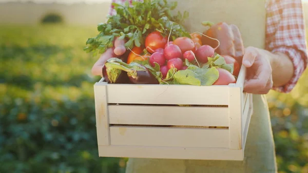 Фермер держит деревянную коробку со свежими овощами. Органическая сельскохозяйственная концепция — стоковое фото