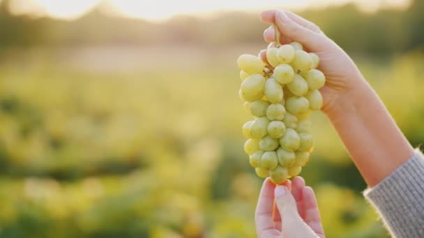 Manos sosteniendo un racimo de uvas al sol . — Vídeo de stock