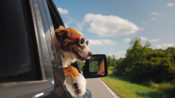 Hunden går till sommarlov, hon har sol glasögon, ser ut ur sido fönstret i bilen — Stockvideo