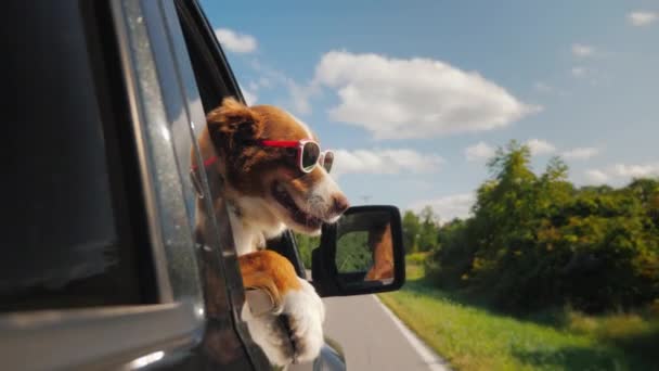 The dog goes to summer vacation, she has sunglasses, looks out of the side window of the car — Stock Footage The dog goes to summer vacation, she has sunglasses, looks out of the side window of the car Royalty Free Stock Video