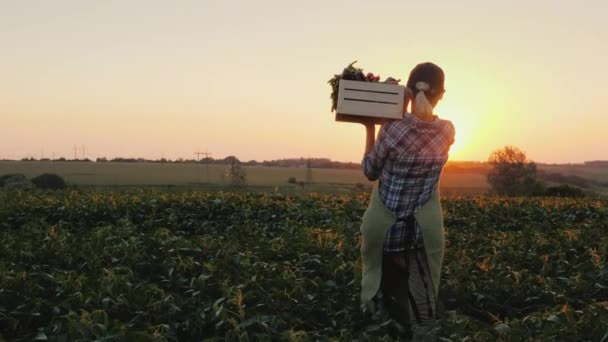 Вид сзади: женщина-фермер с коробкой свежих овощей прогуливается по полю. Здоровое питание и свежие овощи — стоковое видео