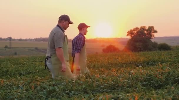 Farmář otec a syn spolu nosit box se plodiny na poli. Rodinné podnikání v zemědělství — Stock video