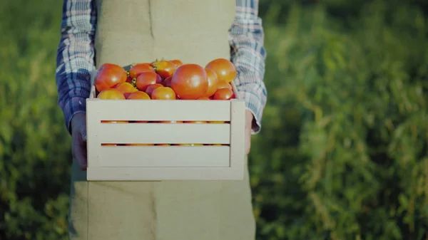 Seorang pekerja memegang kotak kayu dengan tomat . — Stok Foto