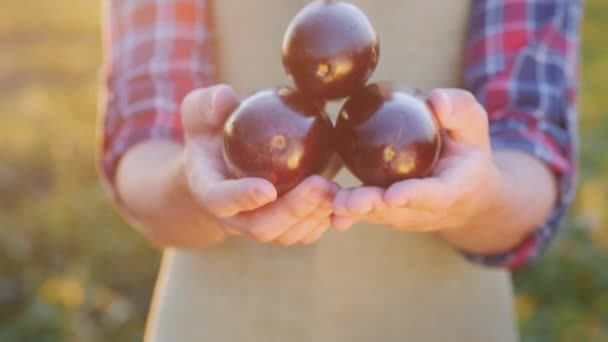 O fazendeiro segura em suas mãos os vegetais que ele cultivou - berinjelas — Vídeo de Stock